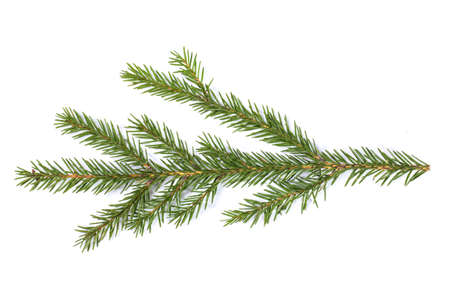 Evergreen christmas fir pine tree branch on white backgroundの写真素材