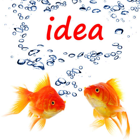 idea or creativity concept with goldfish and water bubbles on whiteの写真素材