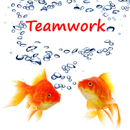 teamwork or team concept with word and goldfish on whiteの写真素材