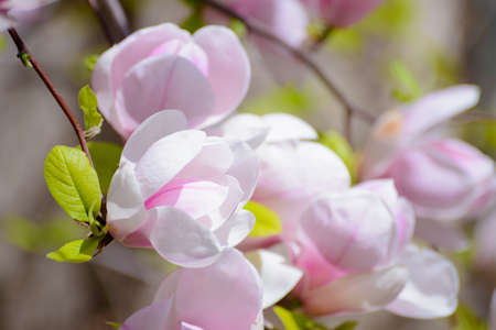 Beautiful Pink Magnolia Flowers. Spring Floral Backgroundの写真素材