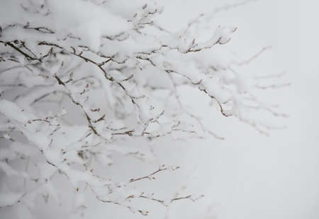 Bare Frozen Branches Covered with Fresh Snow. Beautiful Winter Landscapeの写真素材