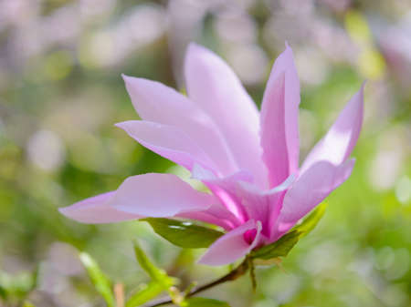 Beautiful Pink Magnolia Flowers. Spring Floral Backgroundの写真素材