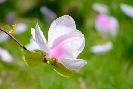 Beautiful Pink Magnolia Flowers on the Green Background. Spring Floral Imageの写真素材
