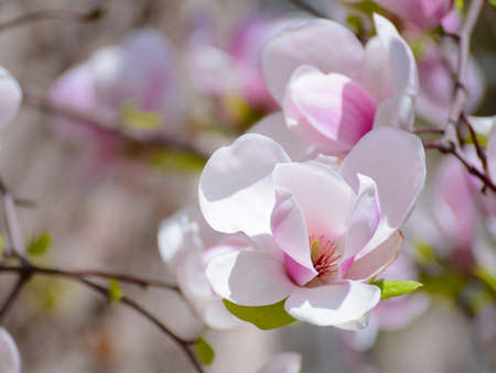Beautiful Pink Magnolia Flowers. Spring Floral Backgroundの写真素材