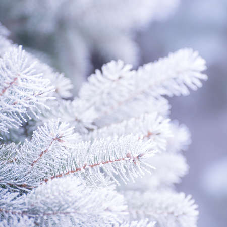 Winter and Christmas Background. Close-up Photo of Fir-tree Branch Covered with Frost and Snow.の写真素材