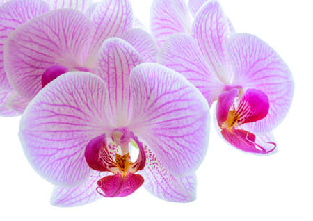 Beautiful Pink Orchid Flowers Isolated on the White Background. Close up Floral Imageの写真素材