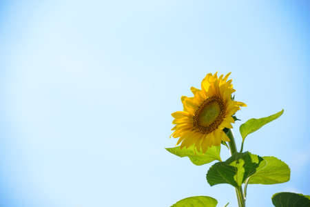 Beautiful Bright Sunflower Against the Blue Sky. Summer Flowerの写真素材