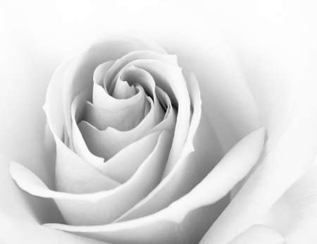 Black and White Close up Image of the Beautiful Pink Rose. Flower Backgroundの写真素材