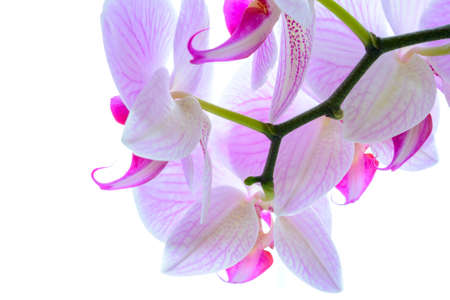 Beautiful Pink Orchid Flowers Isolated on the White Background. Close up Floral Imageの写真素材