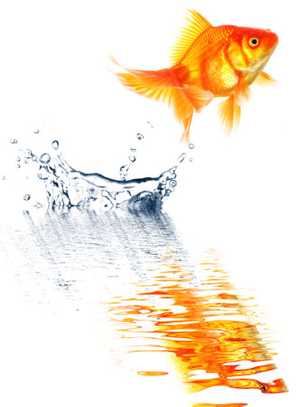 goldfish jumping with water splash isolated on white backgroundの写真素材