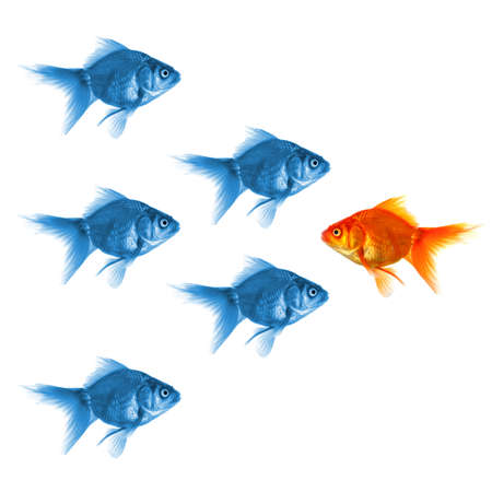 individual success winner outsider boss or motivation concept with goldfish isolated on whiteの写真素材