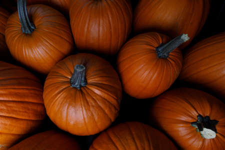 Many pumpkins collection on the autumn marketの写真素材