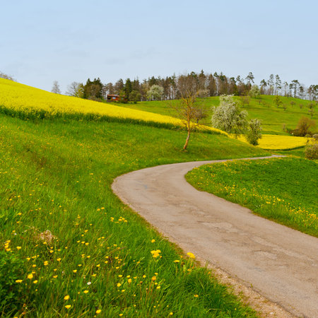 Asphalt Road between Green and Yellow Fields in the Swiss Alps