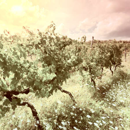 Hill of Tuscany with Vineyard at Sunset, Vintage Style Toned Pictureの写真素材