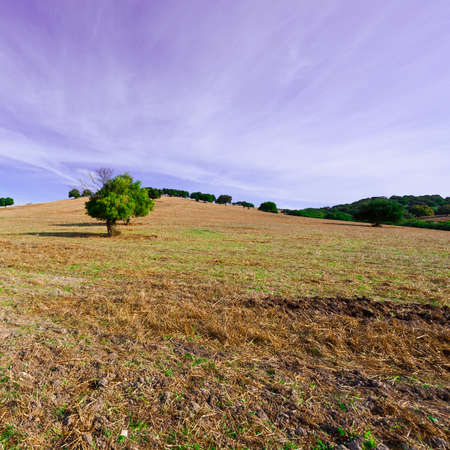 Sloping Pasture of Spain in the Autumnの写真素材
