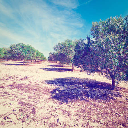 Olive Grove in the Cantabrian Mountains, Spain, Instagram Effectの写真素材