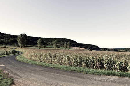 Plantation of Corn in the French Limousen, Vintage Style Toned Picture