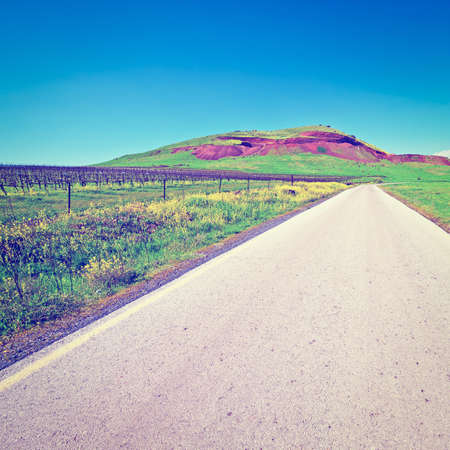 Rows of Vines on the Field in Golan Heights, Instagram Effectの写真素材