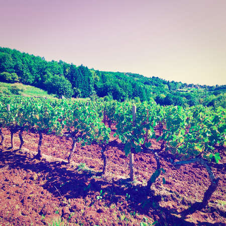 Ripe Black Grapes in the Autumn in France, Vintage Style Toned Pictureの写真素材