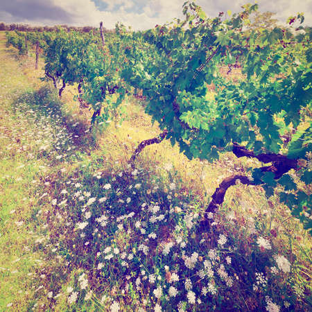 Vineyard with Ripe Grapes in the Autumn in Italy, Vintage Style Toned Pictureの写真素材