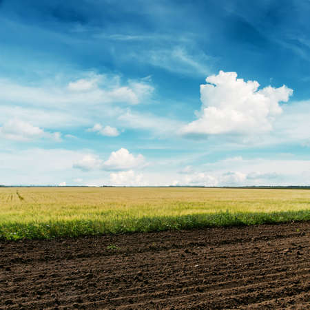 agriculture fields and deep blue skyの写真素材