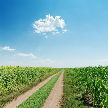 dirty road in field with sunflowers and blue skyの写真素材