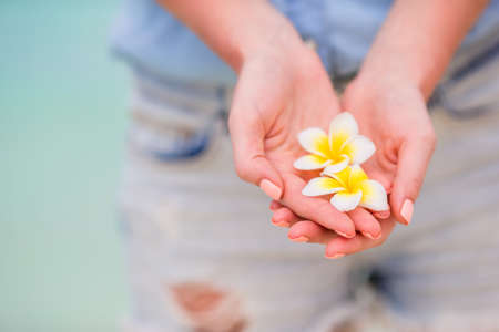 White beautiful frangipani flowers in female hands on white beachの写真素材