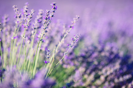 Sunset over a violet lavender field outdoorsの写真素材