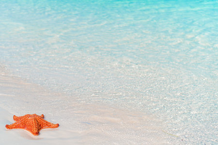 Tropical white sand with red starfish in clear waterの写真素材