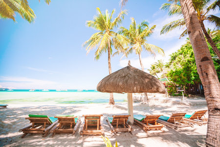 Coconut Palm tree on the sandy beachの写真素材