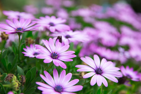 spring flowers on the field