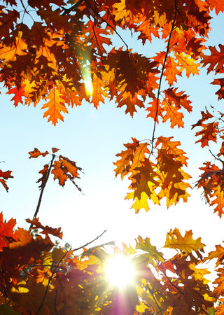 autumn leaves background in a sunny day