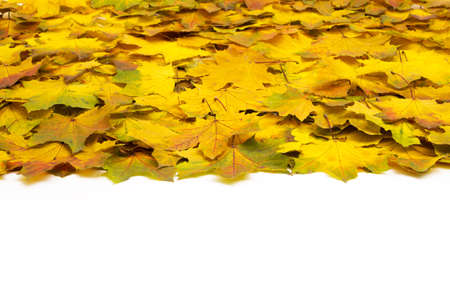 Background group autumn orange leavesの写真素材