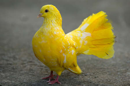 pigeons standing on the grass in a city parkの写真素材