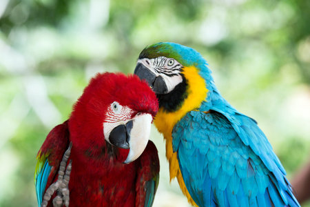 Pair of colorful Macaws parrots