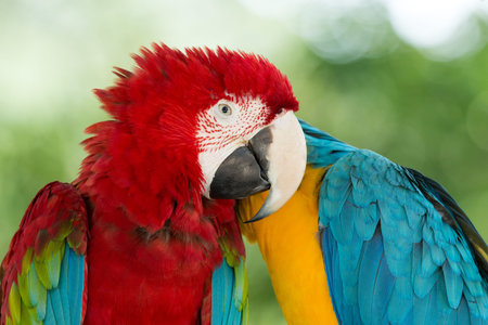 Pair of colorful Macaws parrots