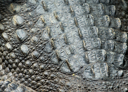 Crocodile skin texture close upの写真素材