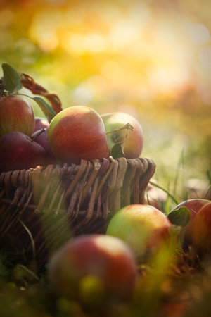 Organic apples in basket in summer grass. Fresh apples in natureの写真素材
