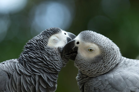 Pair of colorful Macaws parrotsの写真素材
