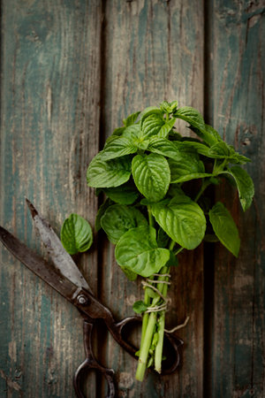 Fresh herbs. mint in rustic setting with antique scissorsの写真素材