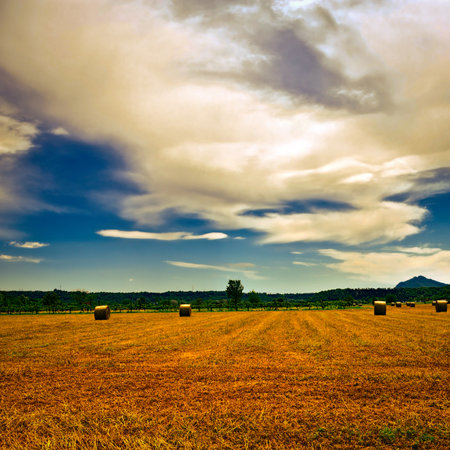 Landscape with Many Hay Bales and Vineyard, Vintage Style Toned Pictureの写真素材