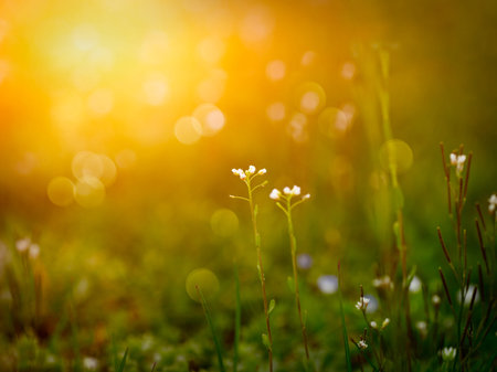 Spring or summer season abstract nature background with grass and blue sky in the back