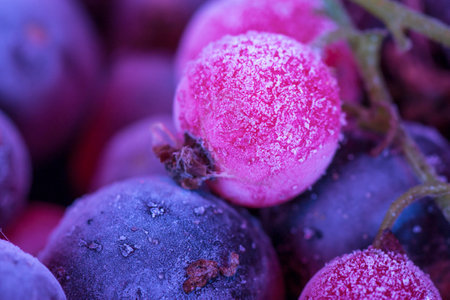 Macro view of frozen berries: blackcurrant, redcurrant, blueberryの写真素材