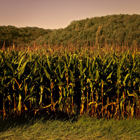 Plantation of Corn in the French Limousen, Vintage Style Toned Pictureの写真素材