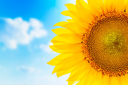 part of sunflower close up and blue cloudy sky. soft focusの写真素材