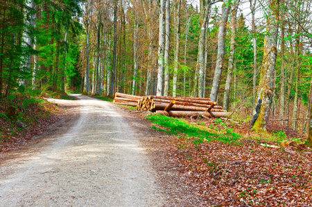 Logs Stacked Near the Forest Road in the Swiss Alpsの写真素材