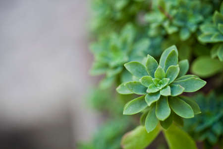 Green succulent plant closeup on ceramic pot with copy space.の写真素材