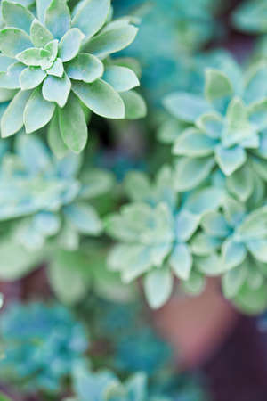 Green succulent plant closeup on ceramic pot with copy space.の写真素材