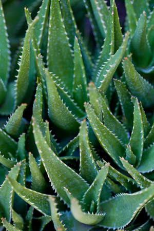 Closeup view on green succulent leaves of the plant. Macro image. Green succulent leaves background.の写真素材