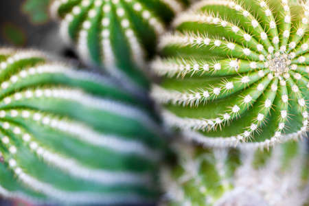 Cactus macro image, selective focus. Green succulets closeup.の写真素材